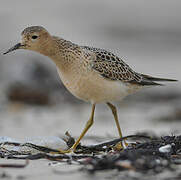 Buff-breasted Sandpiper