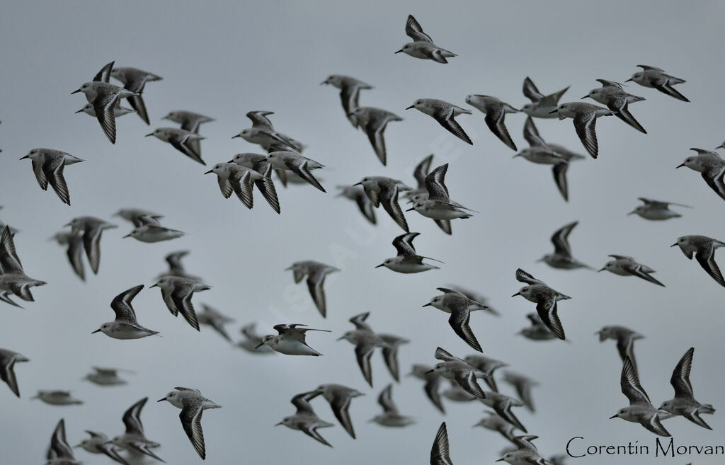 Bécasseau sanderling