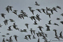 Bécasseau sanderling