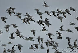 Sanderling