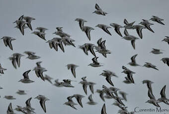 Bécasseau sanderling