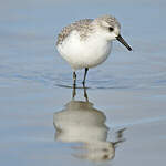 Bécasseau sanderling