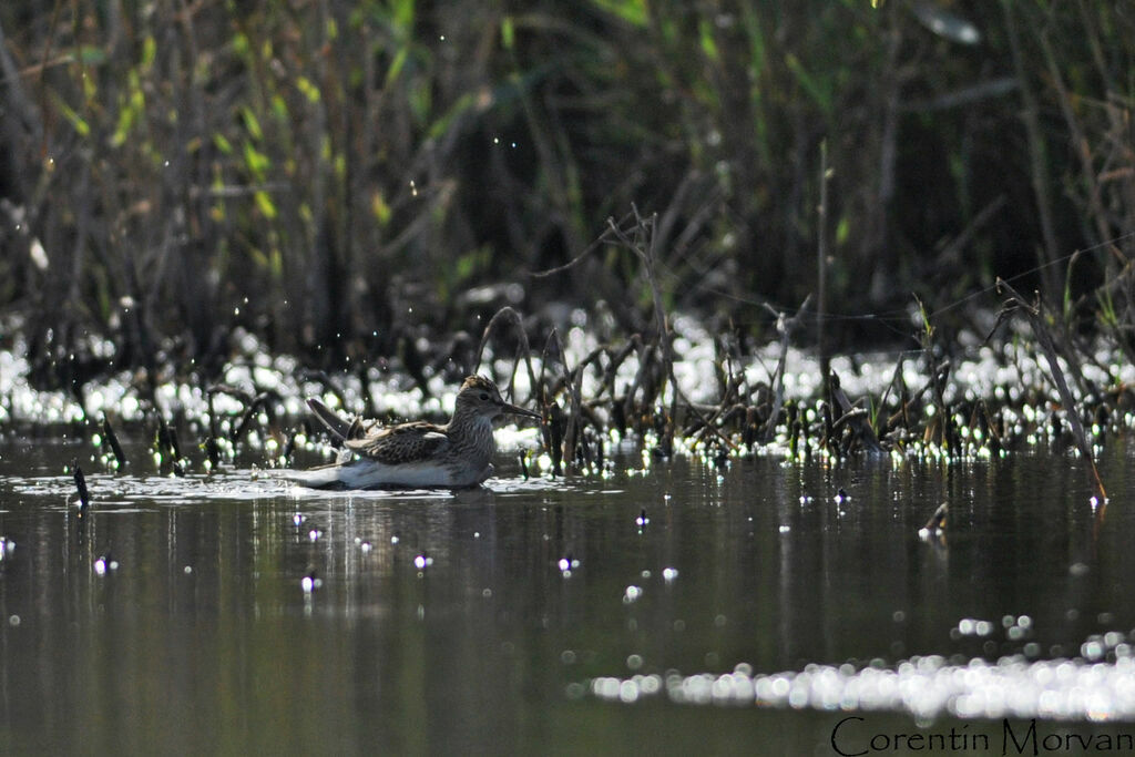 Pectoral Sandpiper