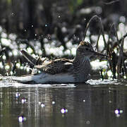 Pectoral Sandpiper