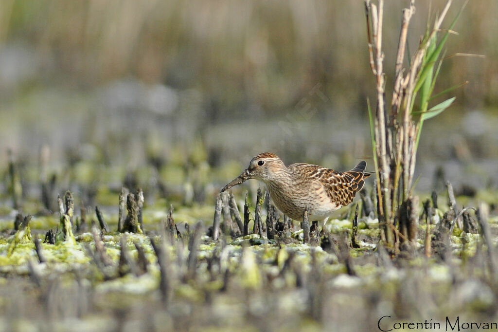 Pectoral Sandpiper