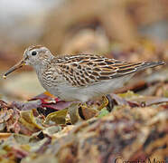 Pectoral Sandpiper