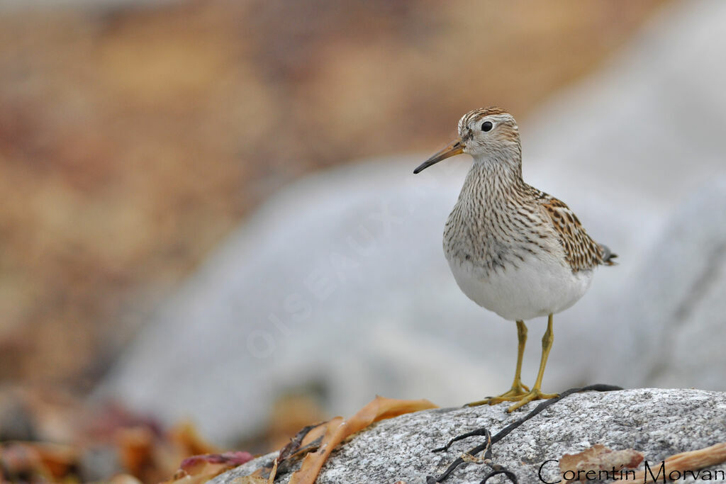 Pectoral Sandpiper