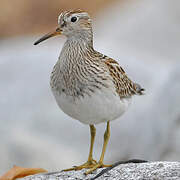 Pectoral Sandpiper