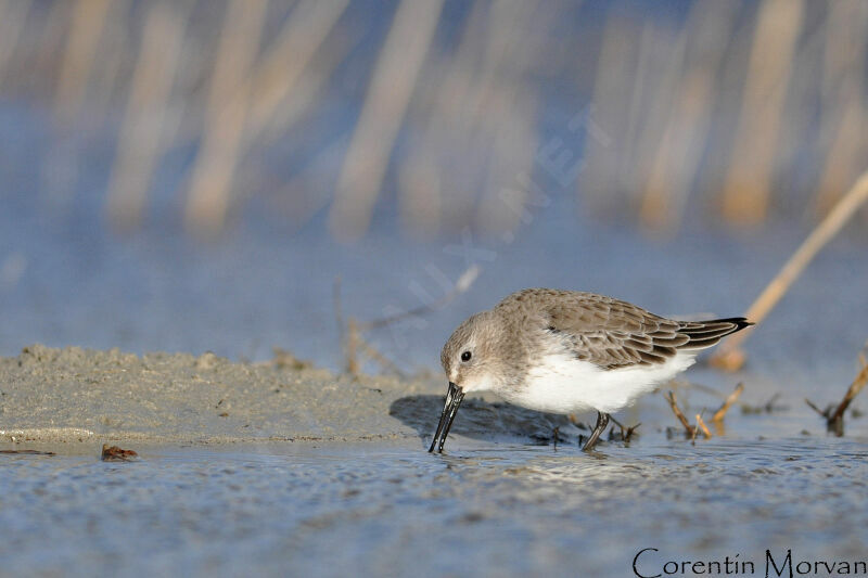 Bécasseau variable