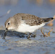 Dunlin