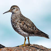 Purple Sandpiper