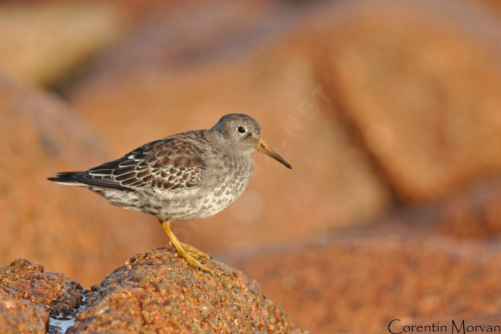 Purple Sandpiper