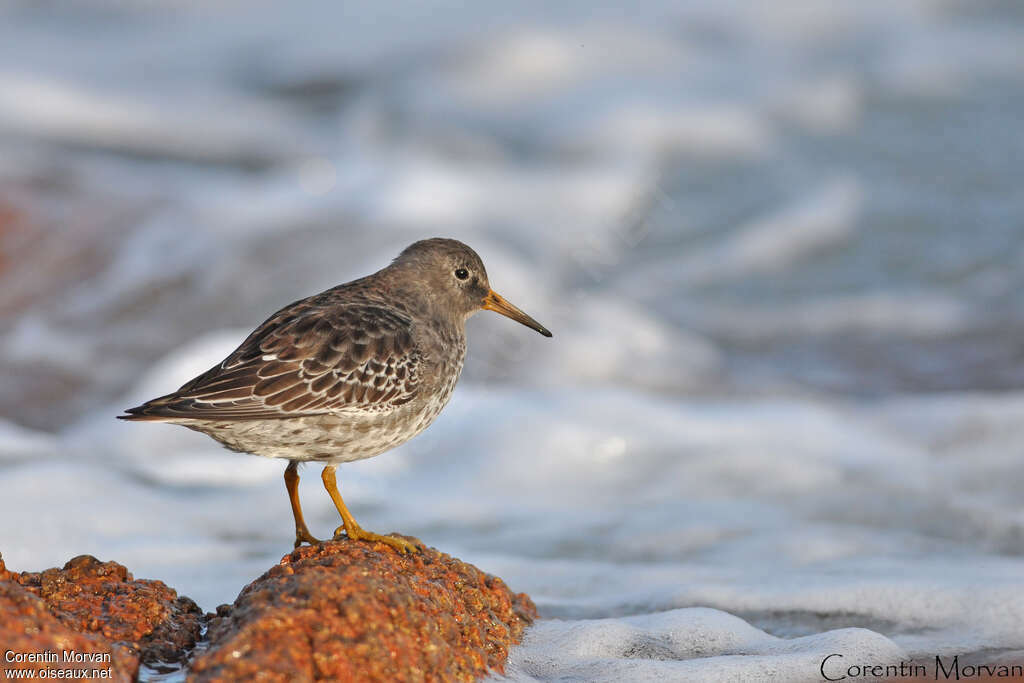 Purple Sandpiperadult, Behaviour