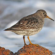 Purple Sandpiper