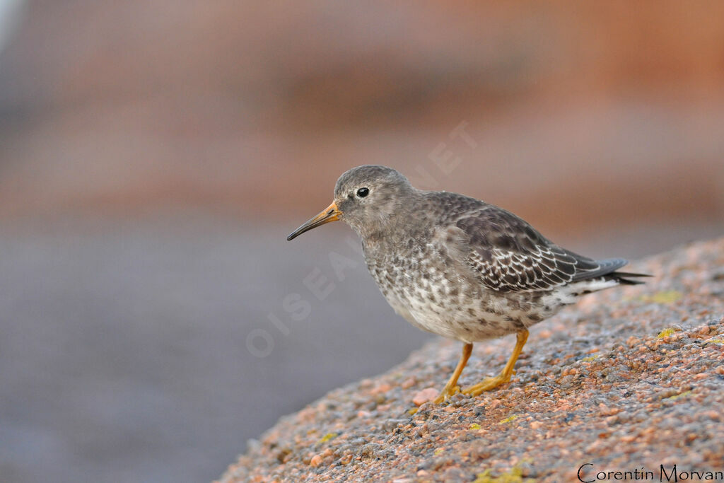 Purple Sandpiper