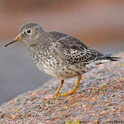 Purple Sandpiper