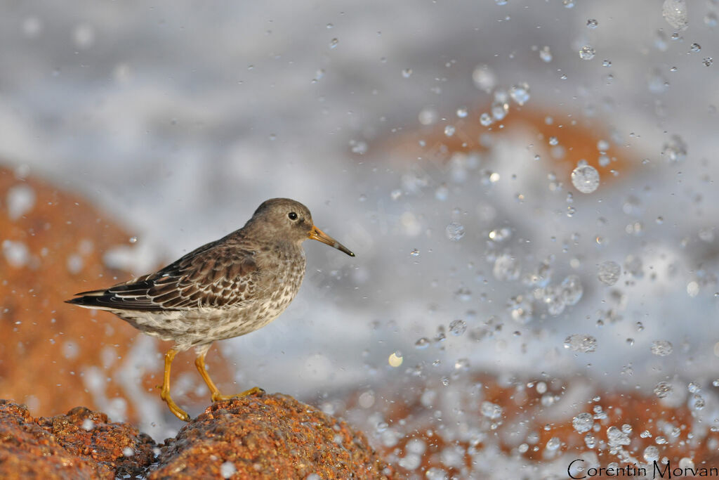 Purple Sandpiper