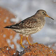 Purple Sandpiper