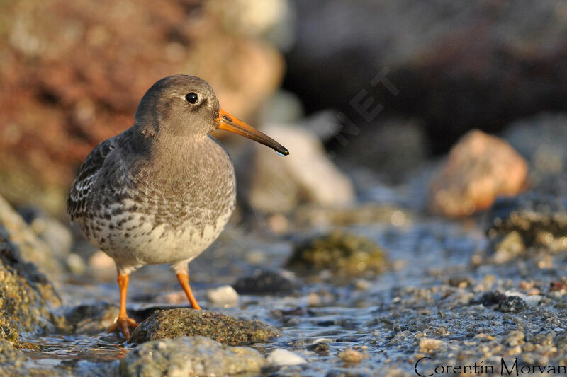 Purple Sandpiper