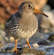 Purple Sandpiper