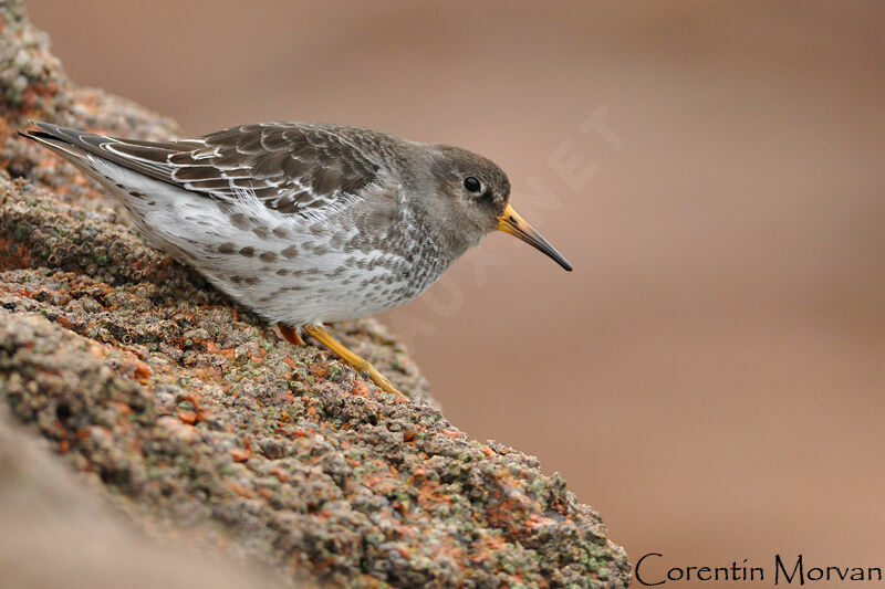 Purple Sandpiper