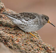 Purple Sandpiper