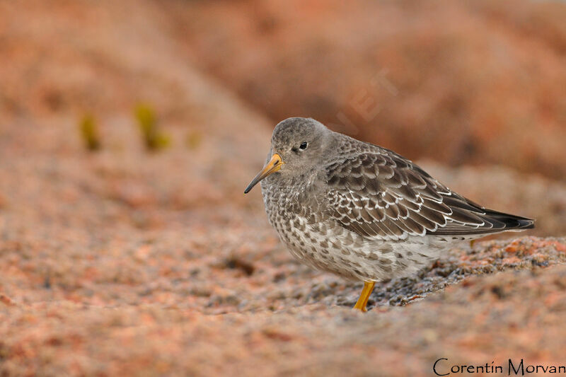 Purple Sandpiper