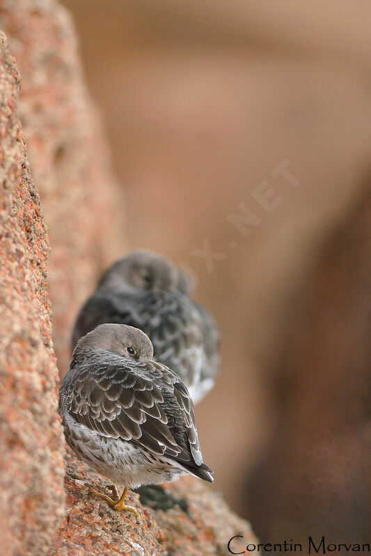Purple Sandpiper