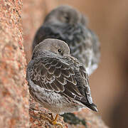 Purple Sandpiper