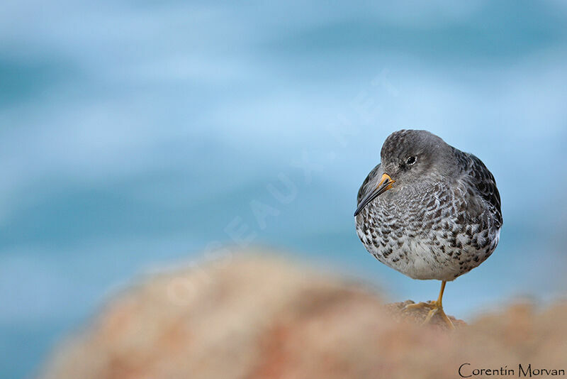 Purple Sandpiper