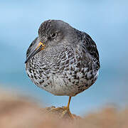 Purple Sandpiper