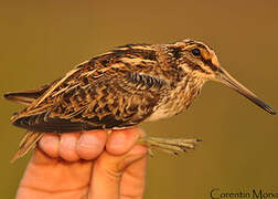 Jack Snipe