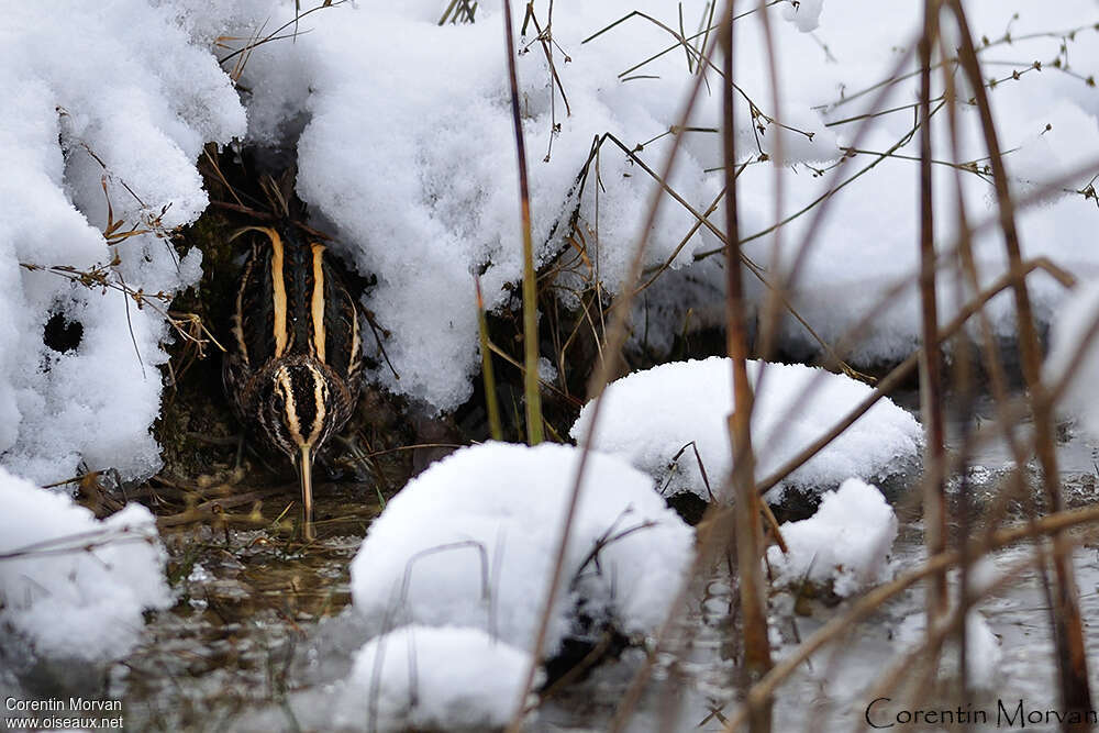 Jack Snipe, camouflage, fishing/hunting, Behaviour