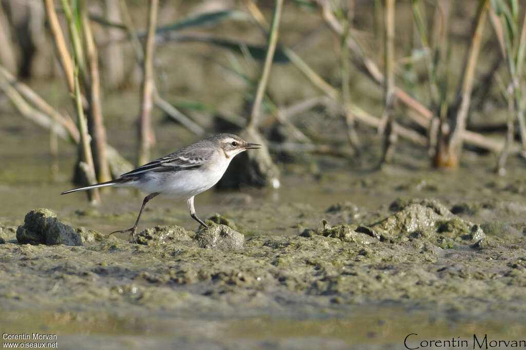 Citrine WagtailFirst year, habitat, walking, fishing/hunting