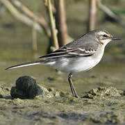 Citrine Wagtail