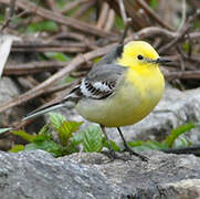 Citrine Wagtail