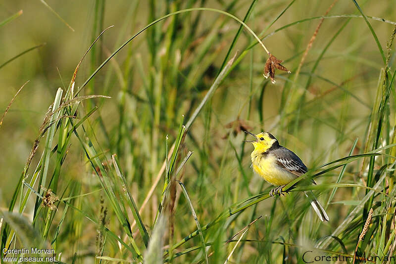 Citrine Wagtail male adult, song