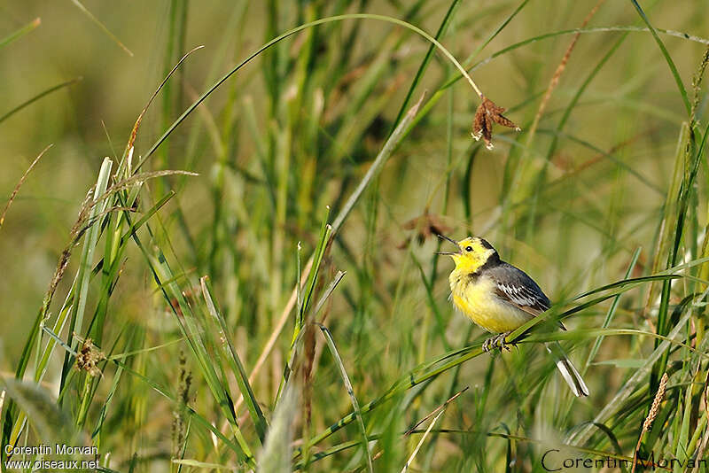 Bergeronnette citrine mâle adulte, chant