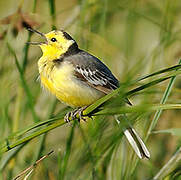 Citrine Wagtail