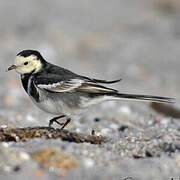 White Wagtail (yarrellii)