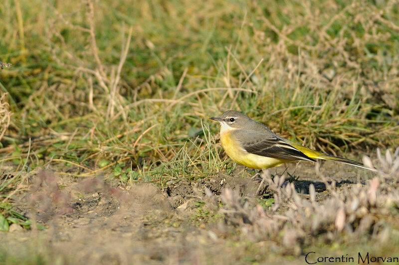 Grey Wagtail