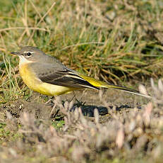 Bergeronnette des ruisseaux