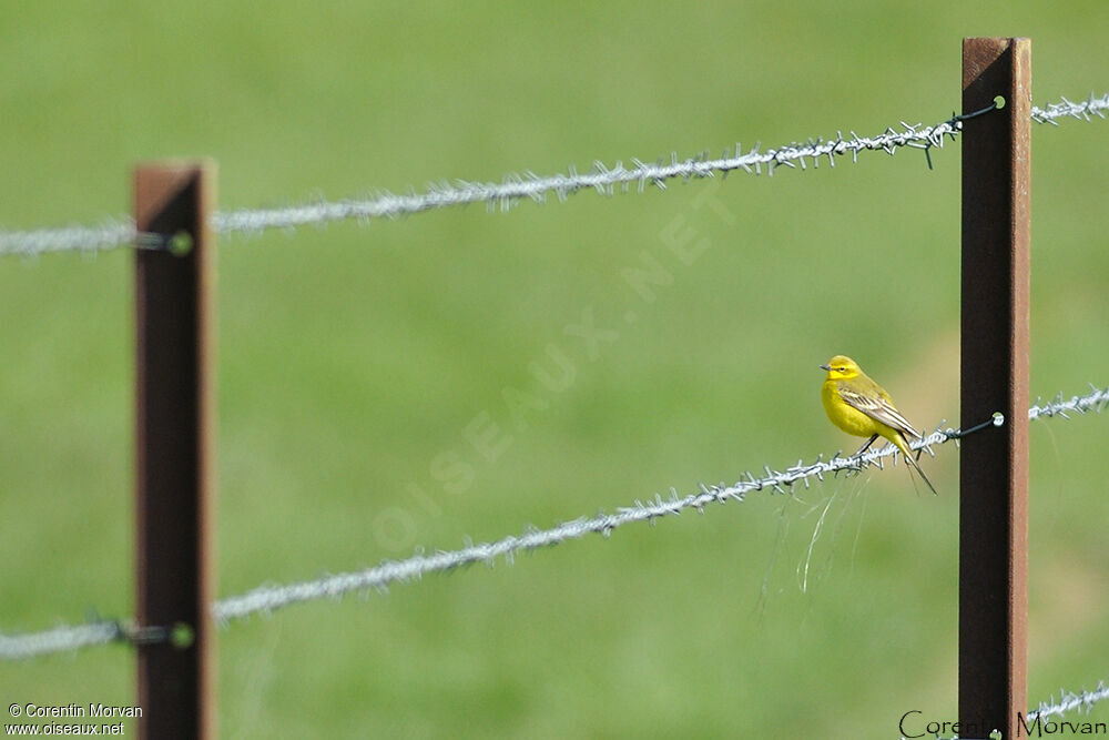 Western Yellow Wagtail (flavissima)