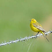 Western Yellow Wagtail (flavissima)