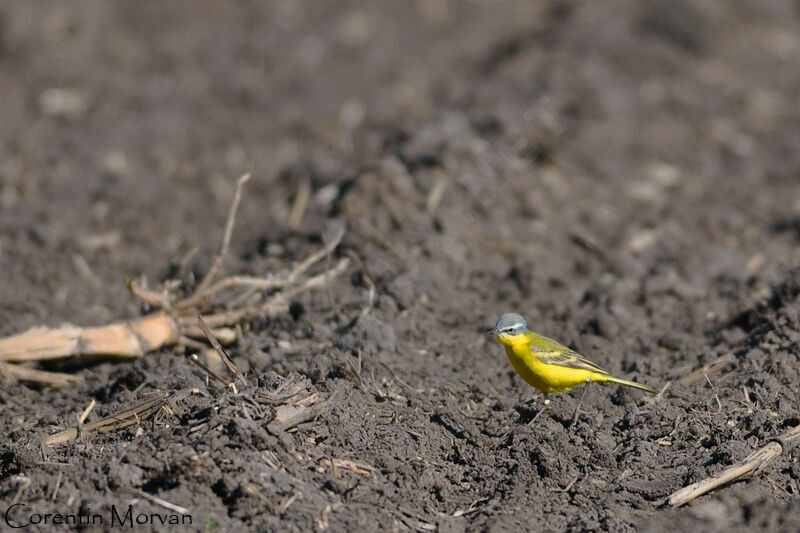 Western Yellow Wagtail