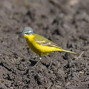 Western Yellow Wagtail