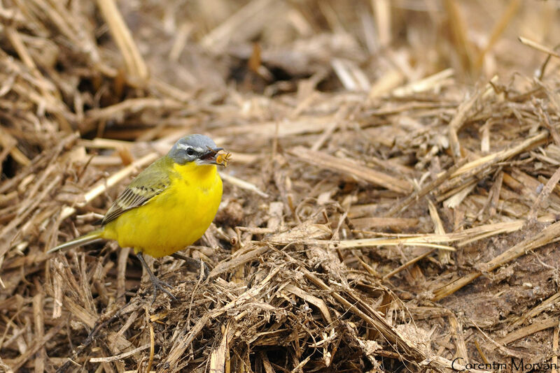 Western Yellow Wagtail