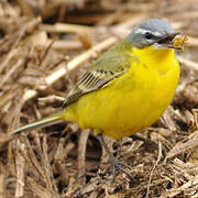 Western Yellow Wagtail