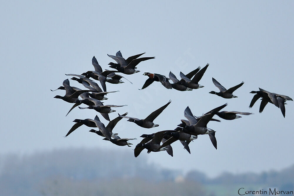 Red-breasted Goose