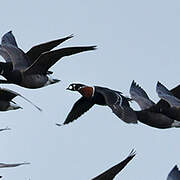 Red-breasted Goose